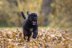 young portuguese water dog