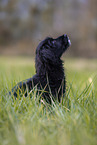 young portuguese water dog