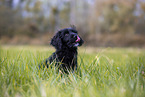young portuguese water dog