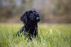 young portuguese water dog