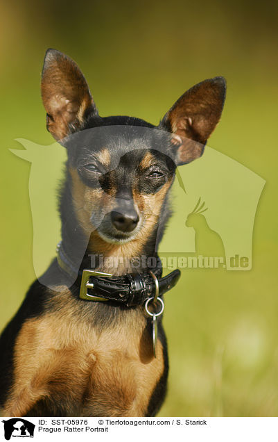 Prague Ratter Portrait / SST-05976