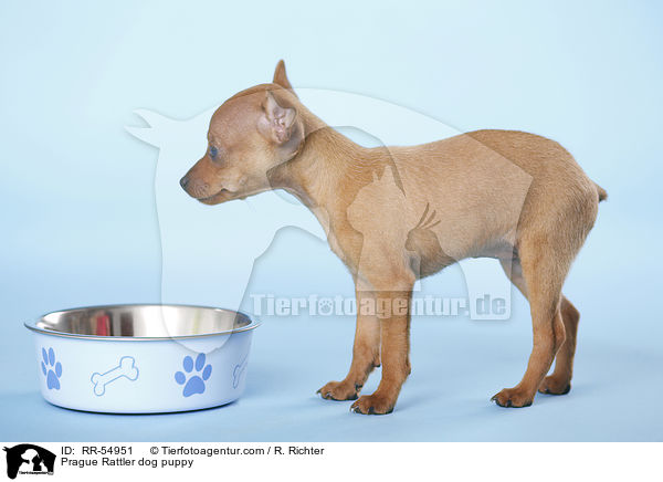 Prager Rattler Welpe / Prague Rattler dog puppy / RR-54951