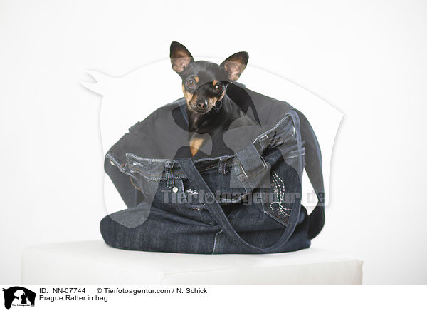 Prager Rattler in Tasche / NN-07744