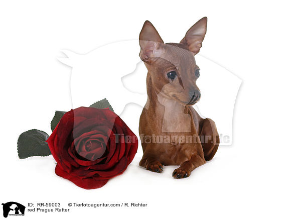 roter Prager Rattler / red Prague Ratter / RR-59003