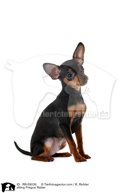 sitzender Prager Rattler / sitting Prague Ratter / RR-59036