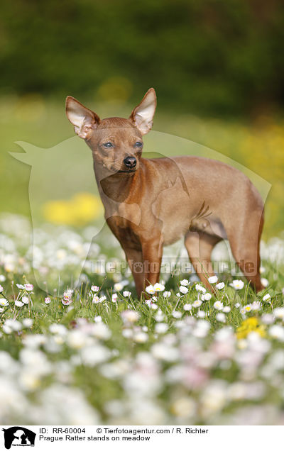 Prager Rattler steht auf Blumenwiese / Prague Ratter stands on meadow / RR-60004