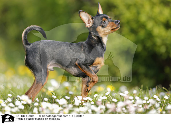 Prague Ratter stands on meadow / RR-60006