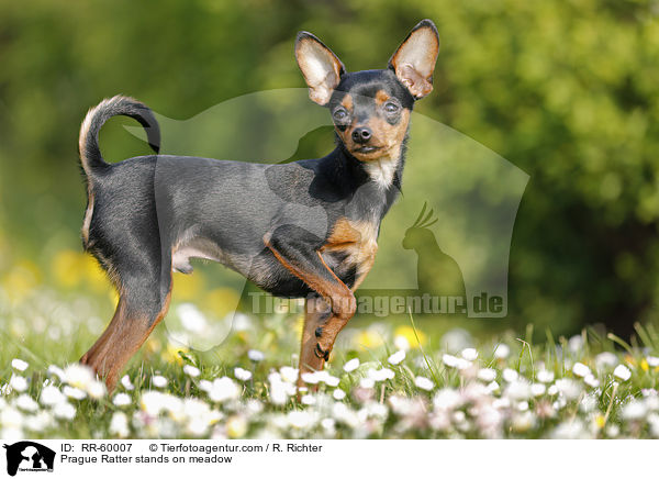 Prager Rattler steht auf Blumenwiese / Prague Ratter stands on meadow / RR-60007
