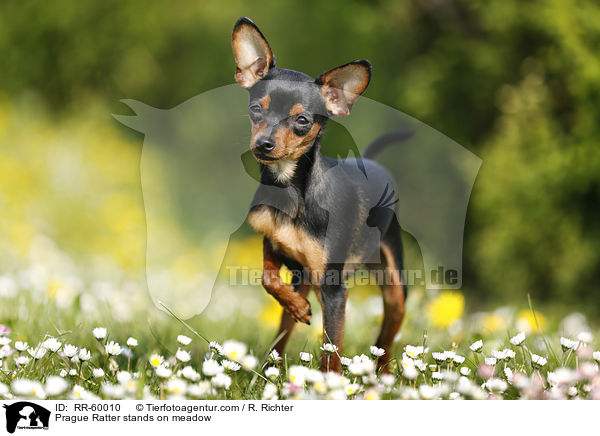 Prager Rattler steht auf Blumenwiese / Prague Ratter stands on meadow / RR-60010