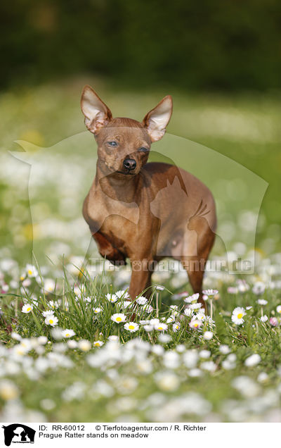 Prager Rattler steht auf Blumenwiese / Prague Ratter stands on meadow / RR-60012