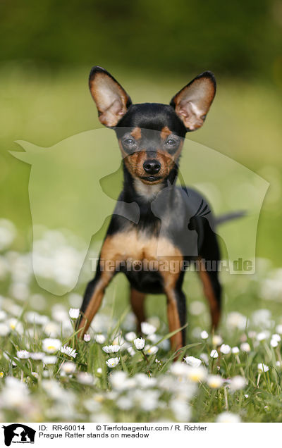 Prager Rattler steht auf Blumenwiese / Prague Ratter stands on meadow / RR-60014