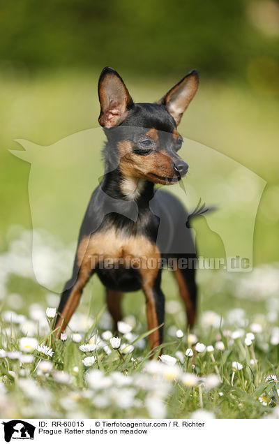 Prague Ratter stands on meadow / RR-60015