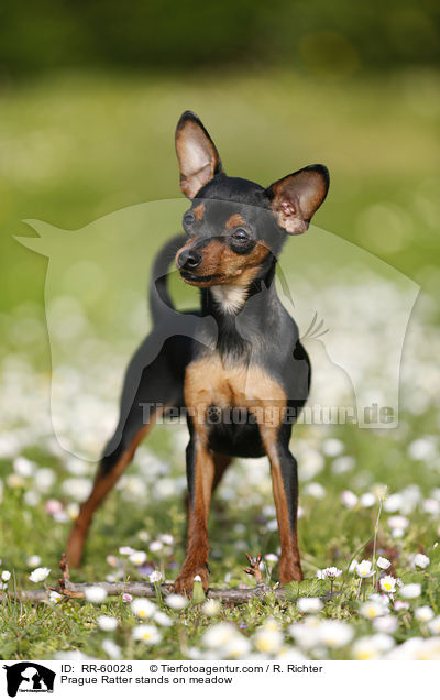 Prager Rattler steht auf Blumenwiese / Prague Ratter stands on meadow / RR-60028