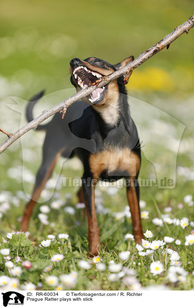 Prager Rattler spielt mit Stckchen / Prague Ratter plays with stick / RR-60034
