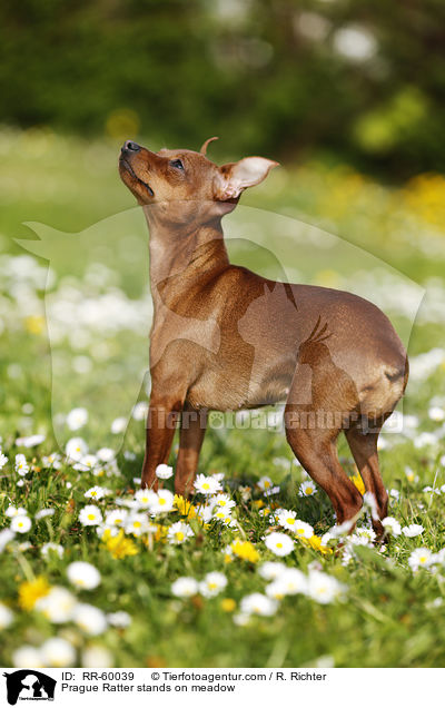 Prager Rattler steht auf Blumenwiese / Prague Ratter stands on meadow / RR-60039