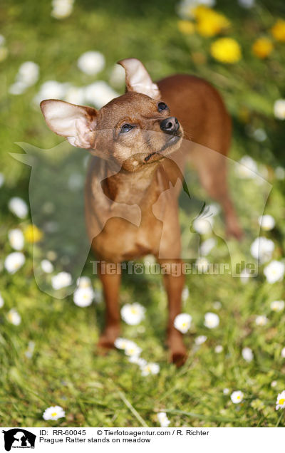 Prager Rattler steht auf Blumenwiese / Prague Ratter stands on meadow / RR-60045