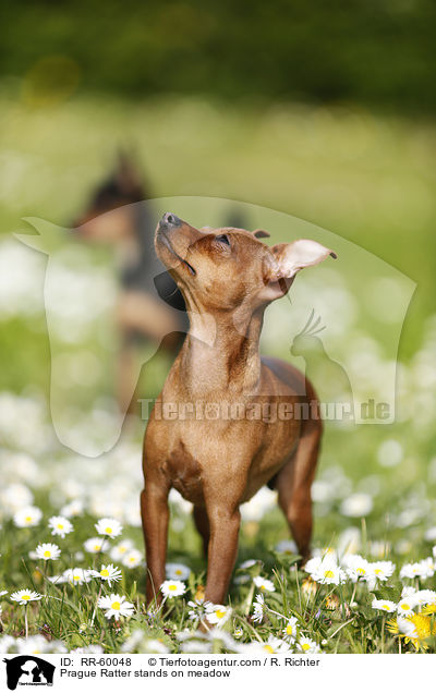 Prager Rattler steht auf Blumenwiese / Prague Ratter stands on meadow / RR-60048