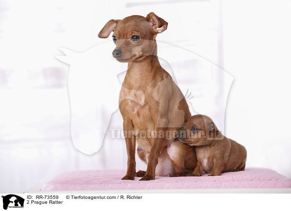 2 Prager Rattler / 2 Prague Ratter / RR-73559