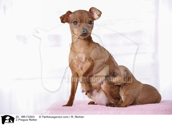 2 Prager Rattler / 2 Prague Ratter / RR-73563