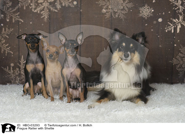 Prague Ratter with Sheltie / HBO-03293