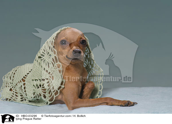 liegender Prager Rattler / lying Prague Ratter / HBO-03296