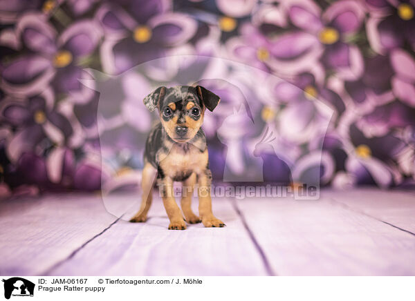 Prague Ratter puppy / JAM-06167