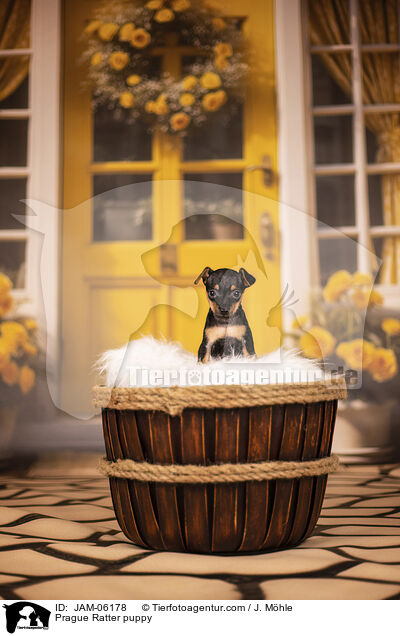 Prager Rattler Welpe / Prague Ratter puppy / JAM-06178