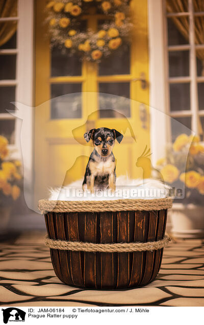 Prague Ratter puppy / JAM-06184