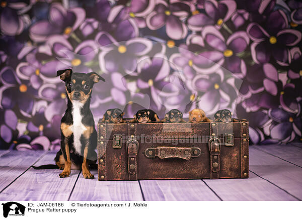 Prager Rattler Welpe / Prague Ratter puppy / JAM-06186