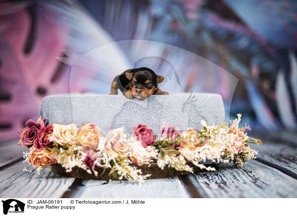 Prague Ratter puppy / JAM-06191