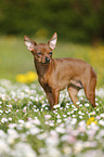 Prague Ratter stands on meadow