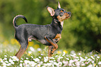 Prague Ratter stands on meadow