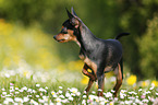 Prague Ratter stands on meadow