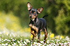 Prague Ratter stands on meadow