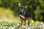 Prague Ratter stands on meadow