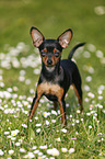 Prague Ratter stands on meadow