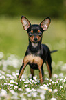 Prague Ratter stands on meadow