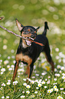 Prague Ratter plays with stick