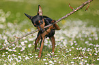 Prague Ratter plays with stick