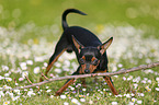 Prague Ratter plays with stick