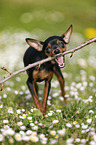 Prague Ratter plays with stick