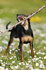 Prague Ratter plays with stick