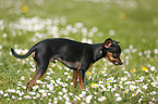 Prague Ratter stands on meadow