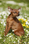 Prague Ratter sits in flower meadow