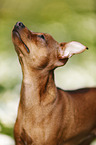 Prague Ratter Portrait