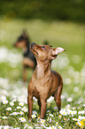 Prague Ratter stands on meadow