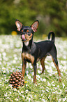 Prague Ratter stands on meadow