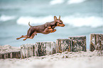 jumping Prague Ratter