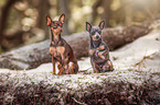 sitting Prague Ratter