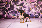 Prague Ratter puppy